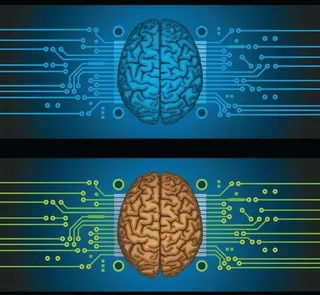 人脑大脑结构设计图片