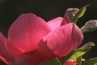 花朵转场视频素材