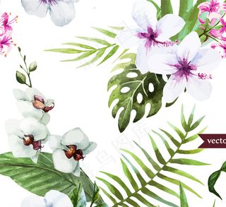 白色扶桑花和蝴蝶兰矢量图图片