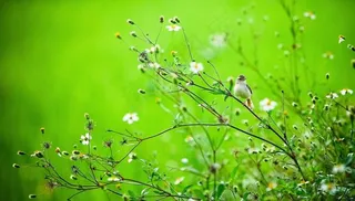 春天的颜色图片