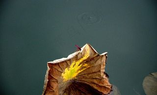 蜻蜓 枯叶 荷叶图片