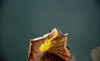 蜻蜓 枯叶 荷叶图片