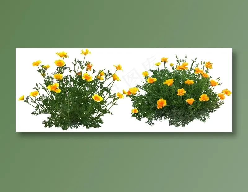 高清免抠植物花菱草psd模版下载