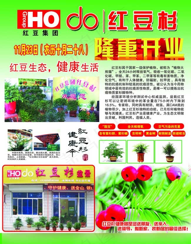 红豆杉开业海报(2776X3543(DPI:300))psd模版下载