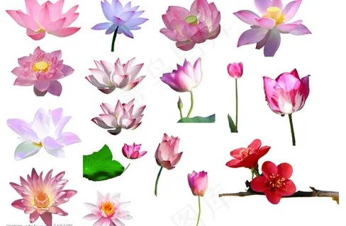 花卉素材图片 花卉素材图片