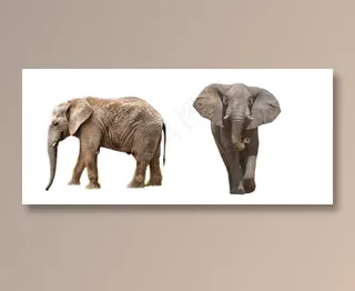 大象免抠素材PSD分层