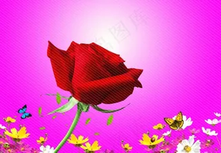 玫瑰 玫瑰花图片