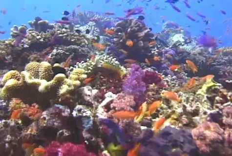 海底世界背景视频素材模板下载