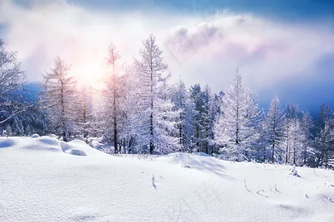 冬天树木雪景图片 冬天树木雪景图片