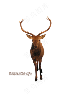 鹿素材分层免扣大图