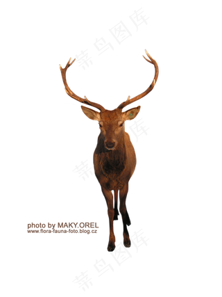 鹿素材分层免扣大图