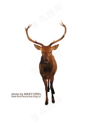 鹿素材分层免扣大图