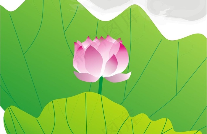 荷花图片cdr矢量模版下载