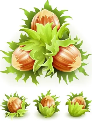 绿色坚果矢量素材二