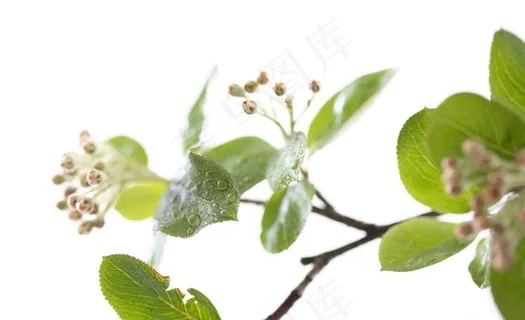 绿叶水珠水滴露水图片