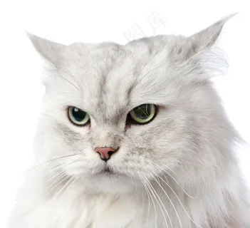 可爱的猫头部特写图片