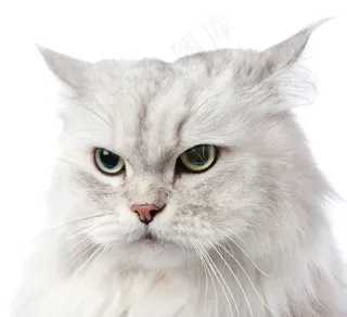 可爱的猫头部特写图片