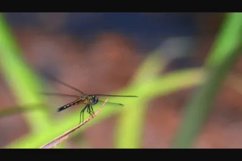 蜻蜓视频素材素材下载