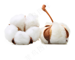 白色棉花蓖麻免扣PNG素材