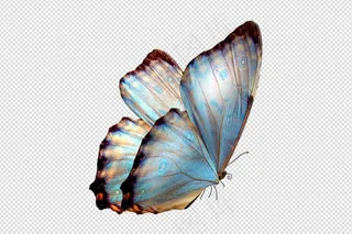 卡通手绘蓝色蝴蝶免扣PNG素材