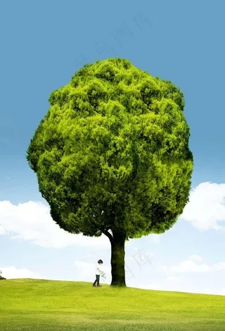 大树图片