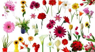 处理好的花图片