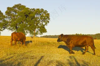 草地吃草的牛图片