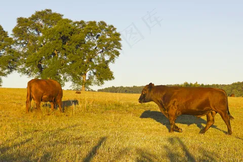 草地吃草的牛图片 草地吃草的牛图片