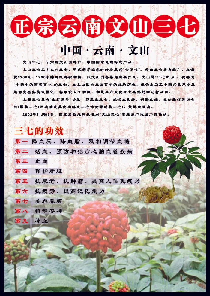 正宗云南文山三七cdr矢量模版下载
