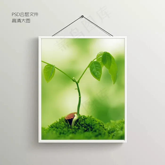 植物生长摄影无框装饰画psd模版下载