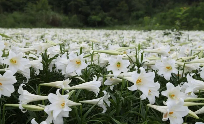 大片白色百合花图片