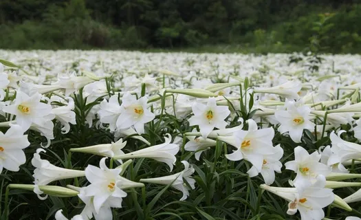 大片白色百合花图片