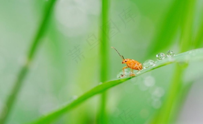 水珠与昆虫图片