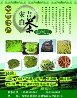 安吉白茶宣传图片