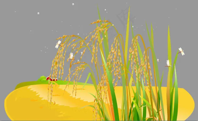 蜻蜓在水稻上飞舞