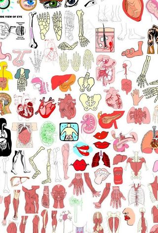 人体肌肉和器官图片