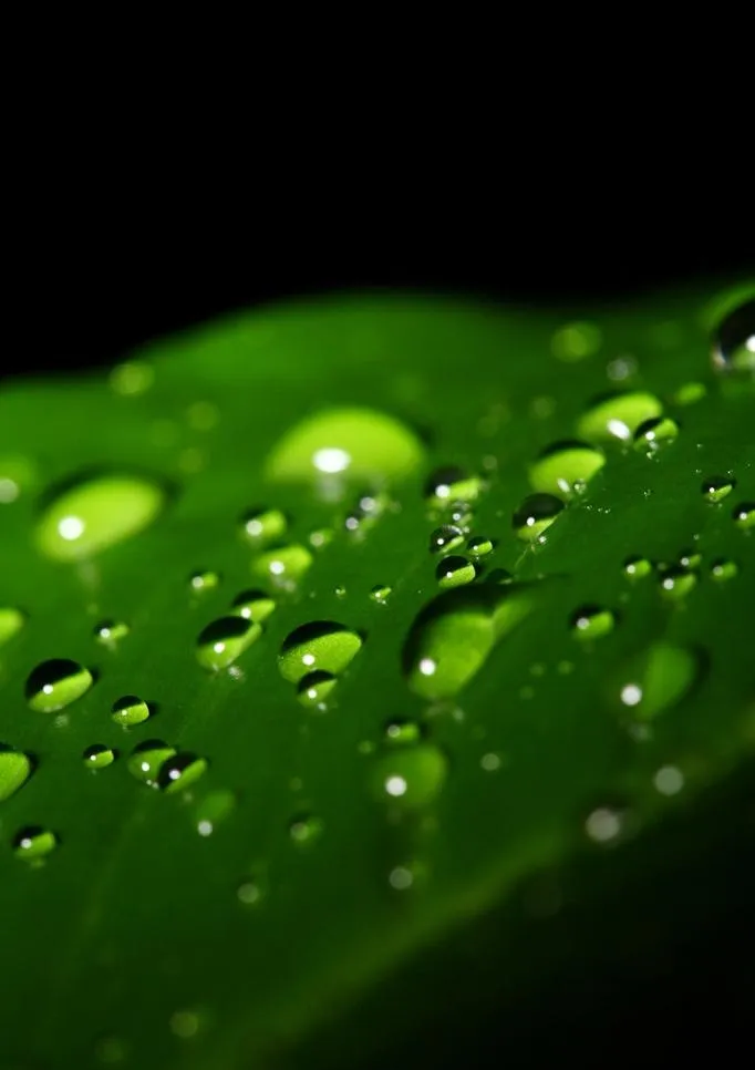 树叶上的水珠图片