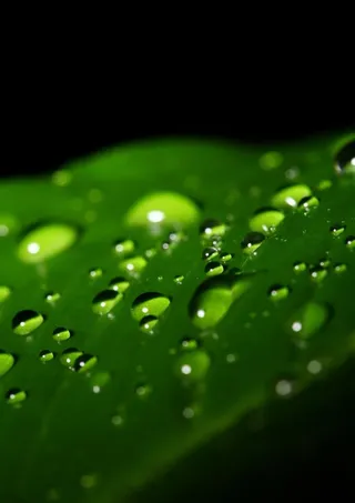 树叶上的水珠图片