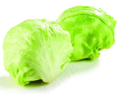 球生菜图片 球生菜图片