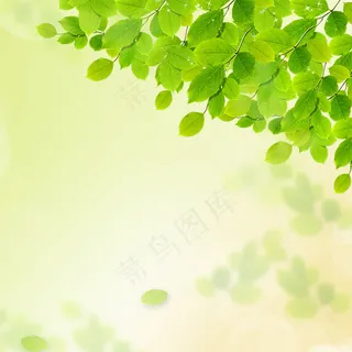 小清新春天绿叶主图 小清新春天绿叶主图