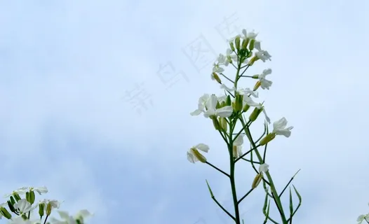 蔬菜花图片