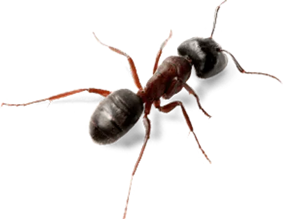 蚂蚁透明png图 蚂蚁透明png图