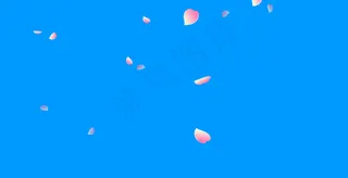 粉红色花瓣飘落动态装饰