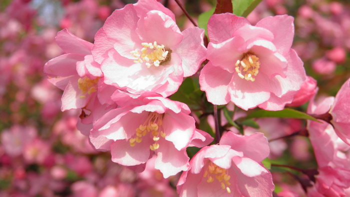 春天 桃花 花朵写真 高清
