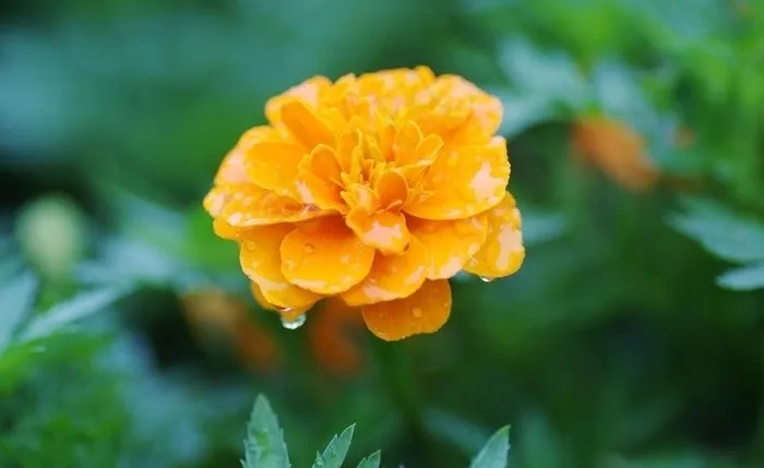 雨后的花竟如此美丽图片