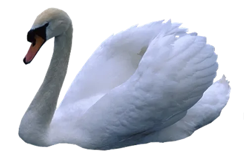免抠png图片ps素材天鹅
