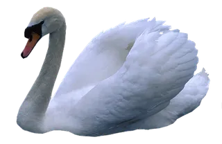 免抠png图片ps素材天鹅