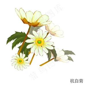 工笔杭白菊