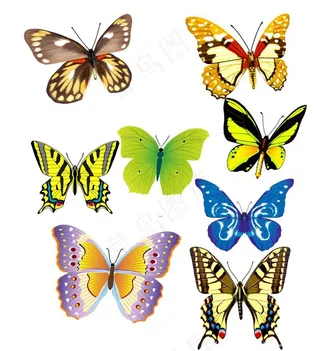 小蝴蝶 素材图片