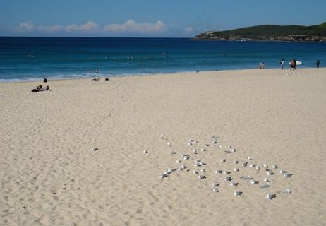 沙暖睡水鸟图片